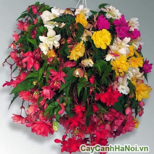 tragn tri cho ban cong tragn tri cho ban cong