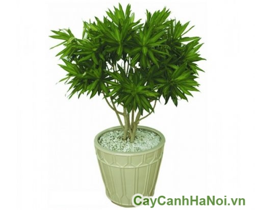 cay truc bach hop trong chau cay truc bach hop trong chau