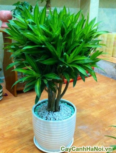 co y nghia phong thuy co y nghia phong thuy