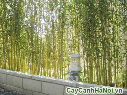 lam hang rao lam hang rao