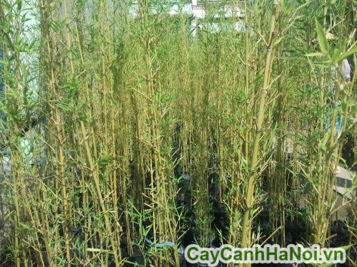 cham soc cay cham soc cay