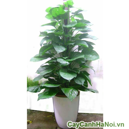 cây vạn niên thanh leo cột đẹp cay van nien thanh leo cot 0