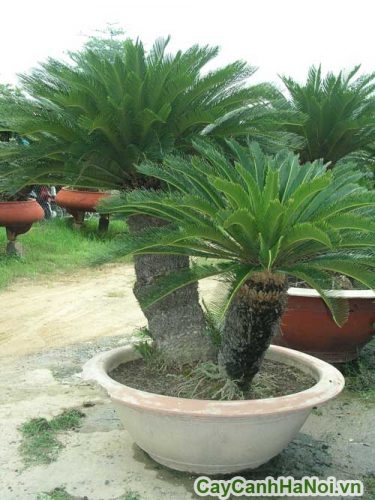 tieu canh san vuon tieu canh san vuon