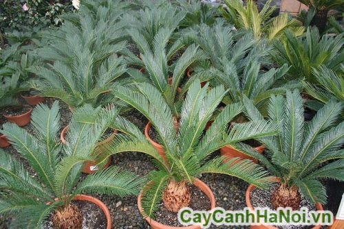 Cây Được Nhân Giống Trong Chậu cay van tue duoc trong trong chau