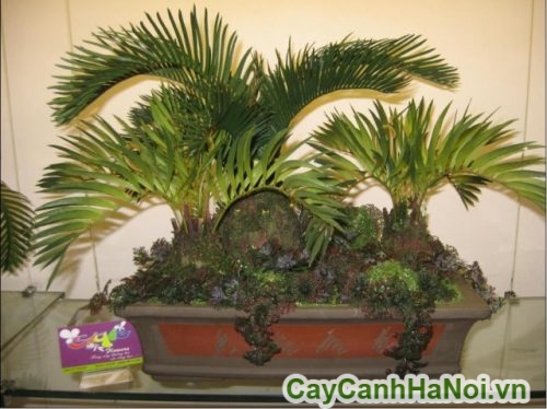 bónai van tue bónai van tue