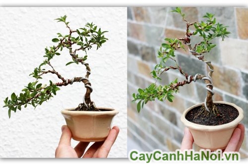 cay bach tuyet mai lam qua tang cay bach tuyet mai lam qua tang