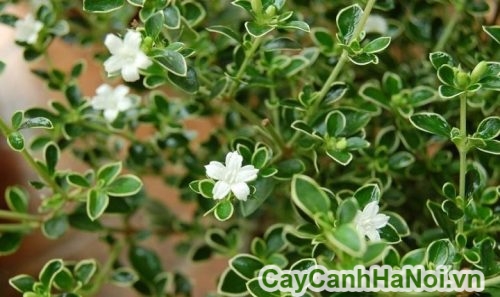 hoa cay bach tuyet mai mua noel hoa cay bach tuyet mai mua noel