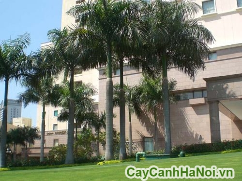 cau vua lam tieu canh san vuon cau vua lam tieu canh san vuon