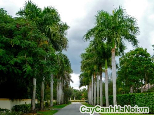 hang cay cau vua tao bong mat hang cay cau vua tao bong mat