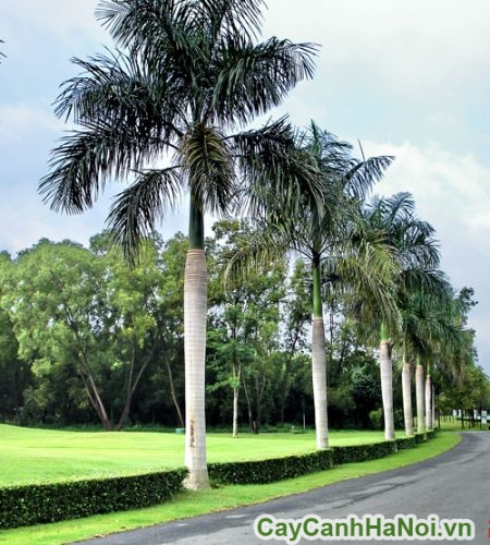 cau vua trang tri do thi cau vua trang tri do thi