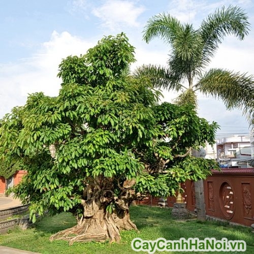 lam tieu canh san vuon lam tieu canh san vuon