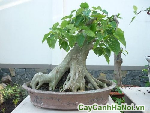 lam cay bonsai lam cay bonsai