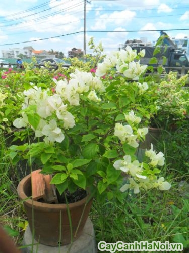 hoa cay bong giay mau trang hoa cay bong giay mau trang