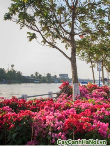 cay bong giay canh cay bong giay canh