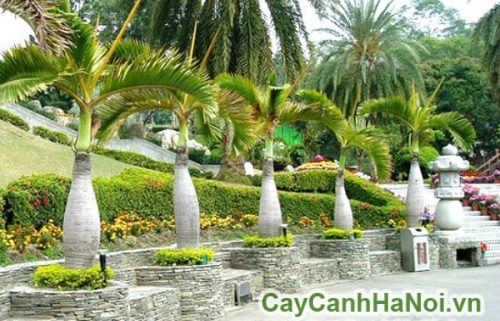 cay cau lun tieu canh san vuon cay cau lun tieu canh san vuon