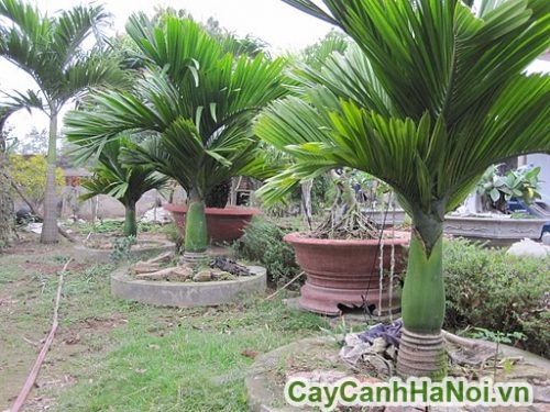 cay cau lun trang tri ngoai that cay cau lun trang tri ngoai that