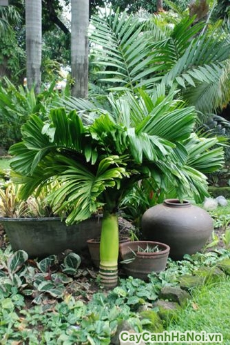 cay cau lun dep cay cau lun dep