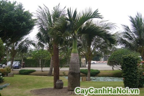 tieu canh san vuon tieu canh san vuon