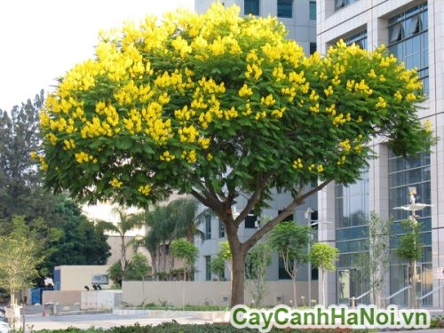 cay giang huong do thi cay giang huong do thi