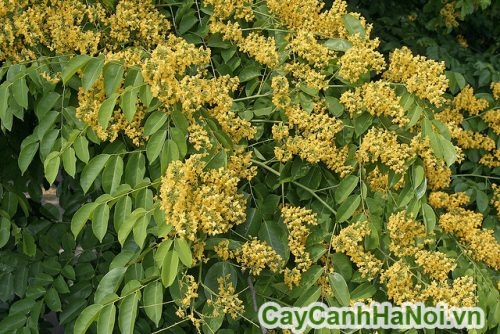 hoa dang huong 2 hoa dang huong 2