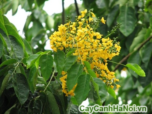 hoa giang huong hoa giang huong