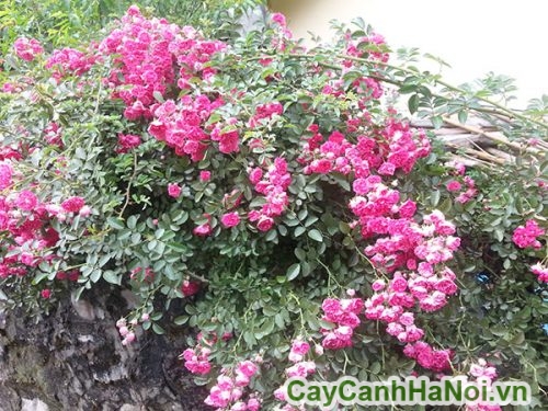 cay hoa hong leo 1 cay hoa hong leo 1