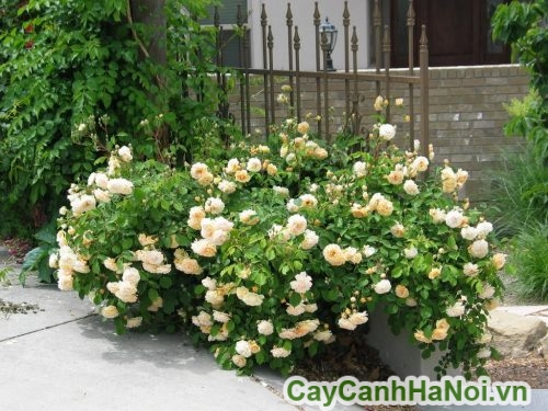 hoa hong leo quang hang rao hoa hong leo quang hang rao