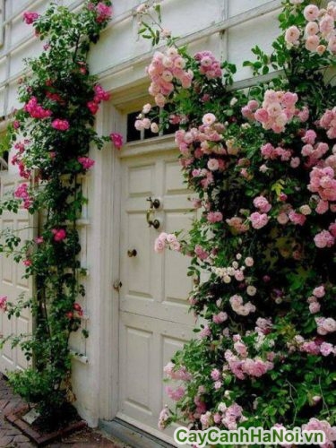 cay hoa hong leo o cong nha cay hoa hong leo o cong nha