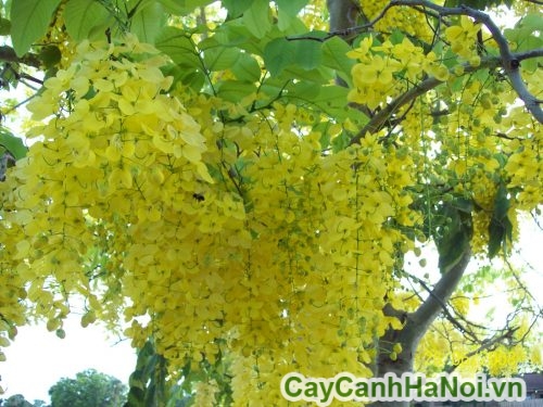 hoa hoang hau no ro hoa hoang hau no ro
