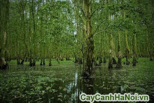 cay lieu ru thuy sinh cay lieu ru thuy sinh