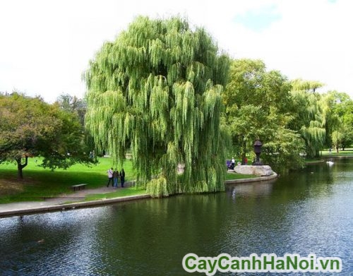 cay lieu ru tai ha noi cay lieu ru tai ha noi