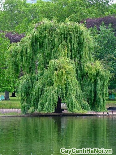 cay lieu ru che bong mat cay lieu ru che bong mat