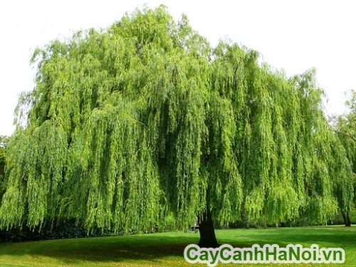 cay lieu ru san vuon cay lieu ru san vuon