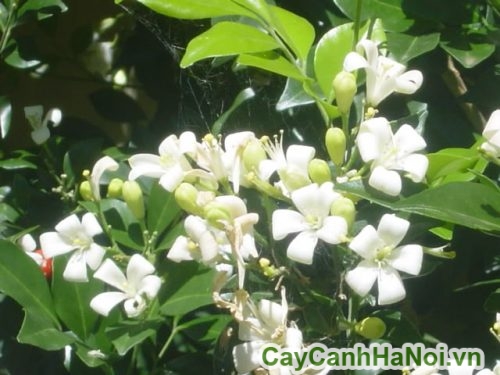 hoa cay nguyet que hoa cay nguyet que