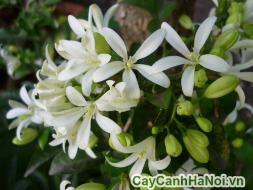 sac hoa nguyet que sac hoa nguyet que