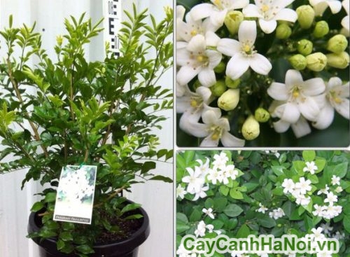 cay nguyet que de ban cay nguyet que de ban