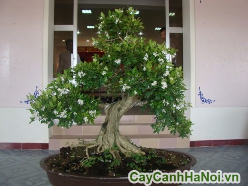 cay ngueyt que bonsai cay ngueyt que bonsai