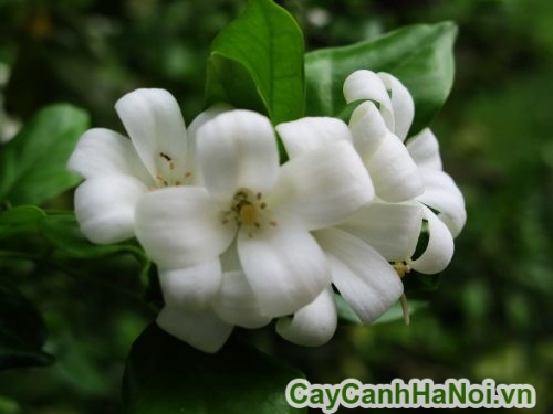 hoa cay nguyet que no hoa cay nguyet que no