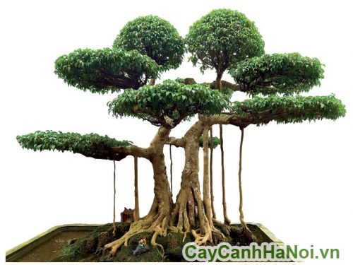 cay sanh duco tao boi cac nghe nhan cay sanh duco tao boi cac nghe nhan
