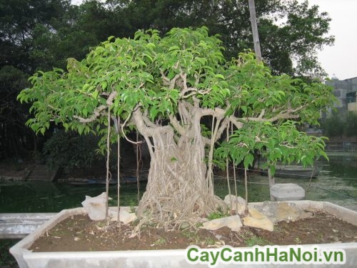 goc cay sanh goc cay sanh
