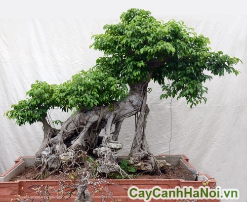 cay sanh hinh chu huu cay sanh hinh chu huu