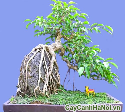 hinh dang bao boc non son cua cay sanh hinh dang bao boc non son cua cay sanh