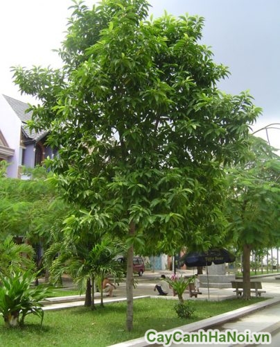 cay sao den duoc trong o cong vien cay sao den duoc trong o cong vien