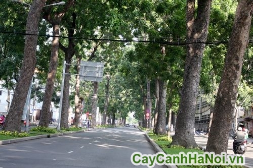 nhung hang cay sao den mat me nhung hang cay sao den mat me
