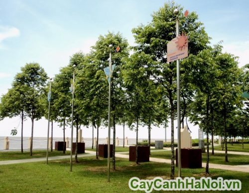 cay lam canh quan do thi cay lam canh quan do thi