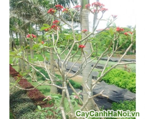 hoa su dai mau hong hoa su dai mau hong