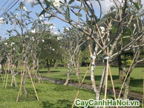 cham soc su dai non cham soc su dai non