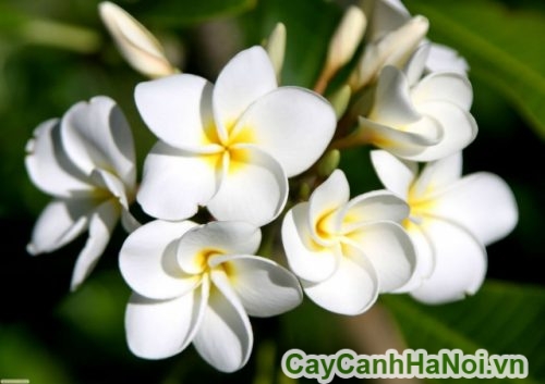 hoa su dai co mui thom nhe nhang hoa su dai co mui thom nhe nhang