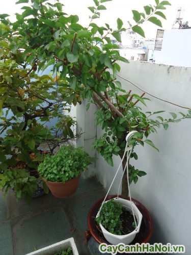 cay che voi cay che voi