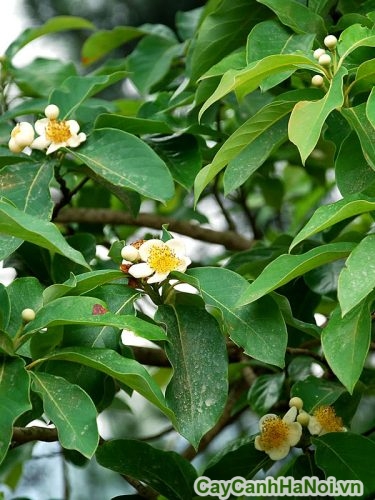 hoa cua cay voi co mau trang hoa cua cay voi co mau trang